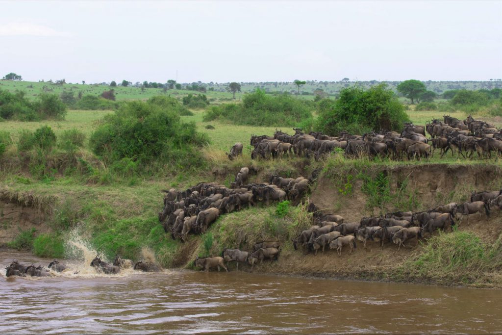 Calving Season: The Great Migration