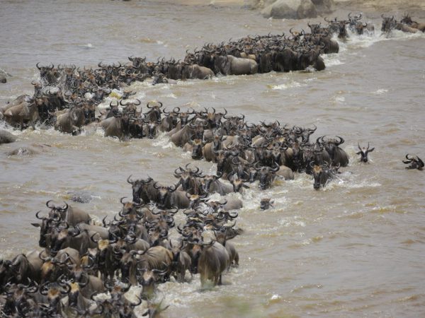 wildbeast migration