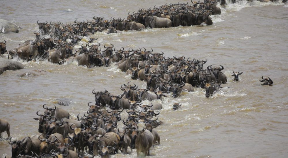 wildbeast migration